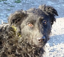 MARIO, Hund, Mischlingshund in Rumänien - Bild 4