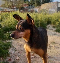 NUCCI, Hund, Pinscher-Mix in Spanien - Bild 1