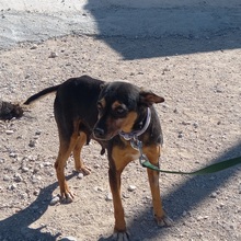 NUCCI, Hund, Pinscher-Mix in Spanien - Bild 12