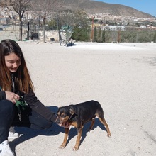 NUCCI, Hund, Pinscher-Mix in Spanien - Bild 15