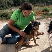 NUCCI, Hund, Pinscher-Mix in Spanien - Bild 2