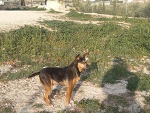 NUCCI, Hund, Pinscher-Mix in Spanien - Bild 4