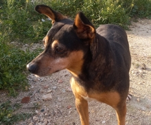 NUCCI, Hund, Pinscher-Mix in Spanien - Bild 8