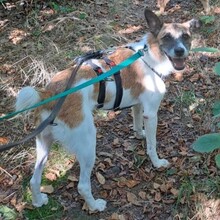 JARO, Hund, Mischlingshund in Meinerzhagen