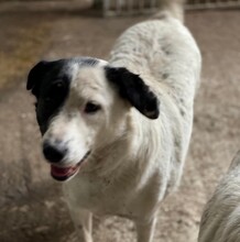 CELIA, Hund, Mischlingshund in Rumänien - Bild 1