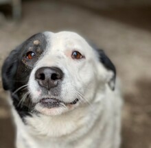 CELIA, Hund, Mischlingshund in Rumänien - Bild 2