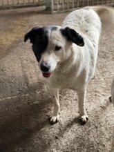 CELIA, Hund, Mischlingshund in Rumänien - Bild 4