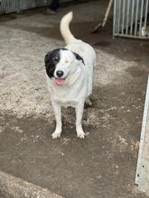 CELIA, Hund, Mischlingshund in Rumänien - Bild 5