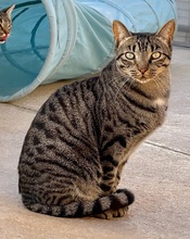 ISIDORO, Katze, Europäisch Kurzhaar in Philippsburg - Bild 2