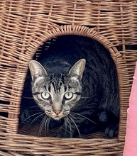 ISIDORO, Katze, Europäisch Kurzhaar in Philippsburg - Bild 3