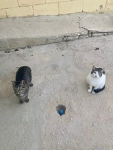 ISIDORO, Katze, Europäisch Kurzhaar in Philippsburg - Bild 5