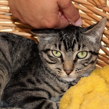 ISIDORO, Katze, Europäisch Kurzhaar in Philippsburg - Bild 6