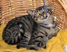 ISIDORO, Katze, Europäisch Kurzhaar in Philippsburg - Bild 8