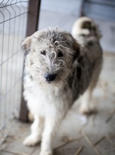 RANJA, Hund, Mischlingshund in Rumänien - Bild 1