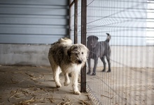 RANJA, Hund, Mischlingshund in Rumänien - Bild 4