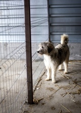 RANJA, Hund, Mischlingshund in Rumänien - Bild 5