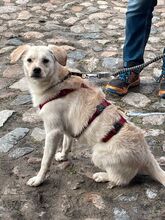 FIDO, Hund, Mischlingshund in Lübeck - Bild 7