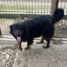 LEORA, Hund, Mischlingshund in Ungarn - Bild 12