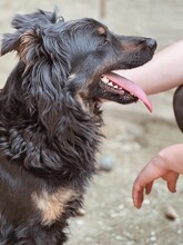 LEORA, Hund, Mischlingshund in Ungarn - Bild 17