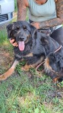 LEORA, Hund, Mischlingshund in Ungarn - Bild 18