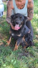 LEORA, Hund, Mischlingshund in Ungarn - Bild 19