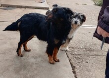 LEORA, Hund, Mischlingshund in Ungarn - Bild 3