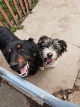 LEORA, Hund, Mischlingshund in Ungarn - Bild 4