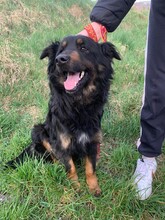 LEORA, Hund, Mischlingshund in Ungarn - Bild 6