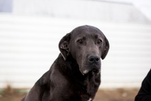 SHADOW, Hund, Cane Corso in Rumänien - Bild 1