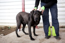 SHADOW, Hund, Cane Corso in Rumänien - Bild 2