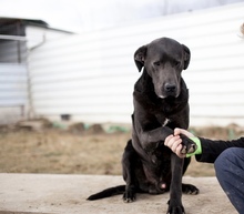 SHADOW, Hund, Cane Corso in Rumänien - Bild 3