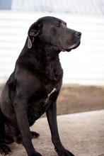 SHADOW, Hund, Cane Corso in Rumänien - Bild 4