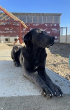 SHADOW, Hund, Cane Corso in Rumänien - Bild 6