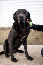 SHADOW, Hund, Cane Corso in Rumänien - Bild 8