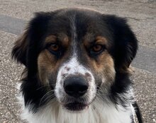 TITUS, Hund, Mischlingshund in Bretzfeld - Bild 1