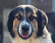 TITUS, Hund, Mischlingshund in Bretzfeld - Bild 14