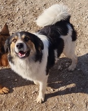 TITUS, Hund, Mischlingshund in Bretzfeld - Bild 18