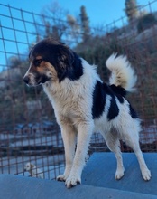 TITUS, Hund, Mischlingshund in Bretzfeld - Bild 20