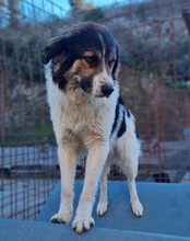 TITUS, Hund, Mischlingshund in Bretzfeld - Bild 21
