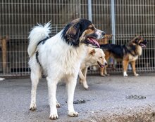 TITUS, Hund, Mischlingshund in Bretzfeld - Bild 22