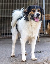 TITUS, Hund, Mischlingshund in Bretzfeld - Bild 24