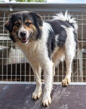 TITUS, Hund, Mischlingshund in Bretzfeld - Bild 26