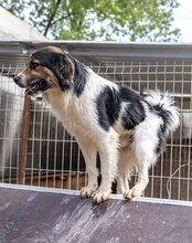 TITUS, Hund, Mischlingshund in Bretzfeld - Bild 27