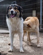 TITUS, Hund, Mischlingshund in Bretzfeld - Bild 29