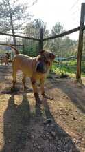 XEINA, Hund, Shar Pei in Portugal - Bild 4