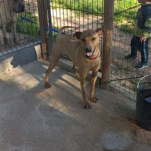 LUCKY, Hund, Rhodesian Ridgeback-Schäferhund-Mix in Portugal - Bild 4
