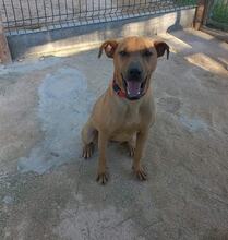 LUCKY, Hund, Rhodesian Ridgeback-Schäferhund-Mix in Portugal - Bild 5