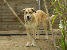 CHICCO, Hund, Mischlingshund in Italien - Bild 2