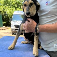 ALMOS, Hund, Labrador-Deutscher Schäferhund-Mix in Mommenheim - Bild 3