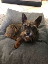 PENNY, Hund, Yorkshire Terrier-Mix in Berlin
